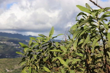 Obraz premium Honolulu Diamond head and Honolulu beach