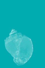 Sea theme with single sea shell front view on aquamarine background 