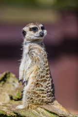 Fototapeta premium Meerkat on guard. Cabarceno nature park. Cantabria. Northern coast of Spain
