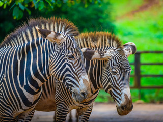 Zebras in the Cabarceno nature park. Cantabria. Northern coast of Spain