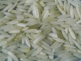 Jasmine rice grains close up with no background