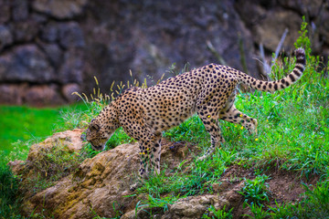 The fastest Cheetah animal on earth in the Cabarceno nature park. Cantabria. Northern coast of Spain