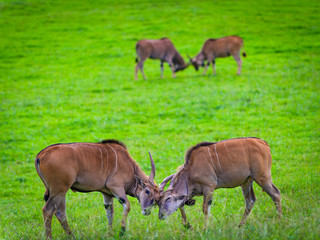 Obraz na płótnie Canvas Antelopes in in the Cabarceno nature park. Cantabria. Northern coast of Spain