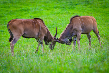 Naklejka na ściany i meble Antelopes in in the Cabarceno nature park. Cantabria. Northern coast of Spain