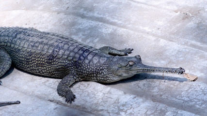 Gharial, Gavialis gangeticus Gharial (fish-eating crocodile) resting in national park, Selective focus with blur background. 
