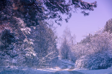 Winter landscape. The country road along the forest