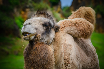 Camel in the Cabarceno nature park. Cantabria. Northern coast of Spain