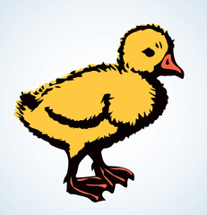 Little duckling. Vector drawing icon