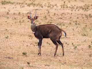A dark brown bush buck antelope