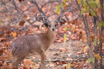 Doe of Sharpe's grysbok Raphicerus sharpei african antelope