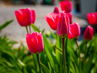 Beautiful Easter Garden Tulip collection