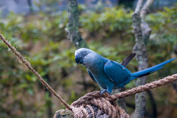 The Spix's macaw is a macaw native to Brazil. The bird is a medium-size parrot. The IUCN regard the...