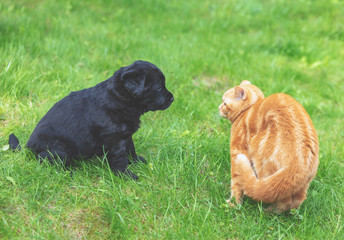Obraz premium Little ginger kitten playing with little black puppy on the grass in the spring garden