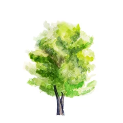 Fototapeten Watercolor. A hand-drawn tree .The trunk and lush green foliage , many leaves © Tsakno