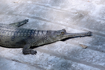 Gharial, Gavialis gangeticus Gharial (fish-eating crocodile) resting in national park, Selective focus with blur background. 
