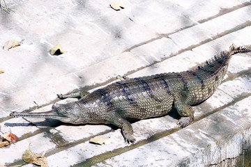 Gharial, Gavialis gangeticus Gharial (fish-eating crocodile) resting in national park, Selective focus with blur background. 
