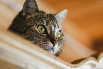 A gray domestic cat with green eyes sits on a closet.