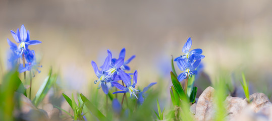 closeup blue snowdrop scilla flowers in a forest, outdoor spring background