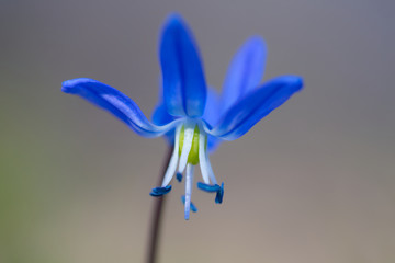 closeup alone blue snowdrop flower, spring background