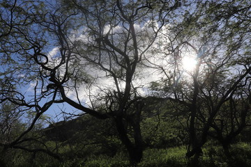 Honolulu Diamond head and Honolulu beach