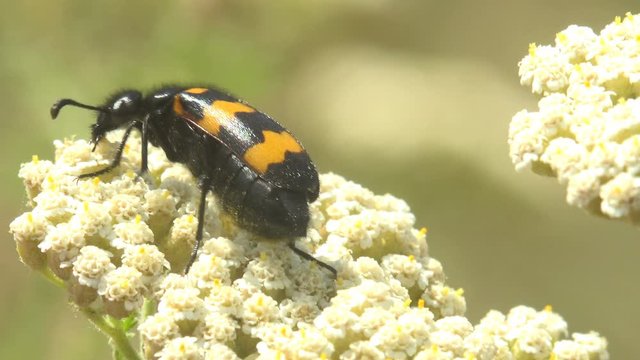 Mylabris pustulata is species of blister beetle belonging to Meloidae family. Adults feed mainly on flowers from wide range of plant families. Insect macro yellow beetle