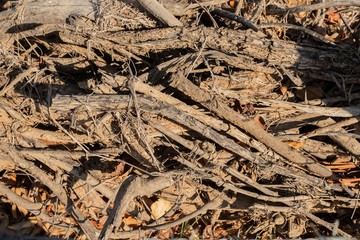 A pile of dry firewood