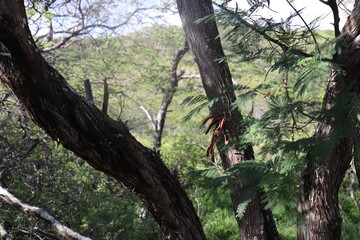 Fototapeta premium Honolulu Diamond head and Honolulu beach