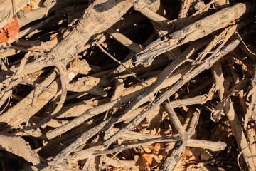 A pile of dry firewood