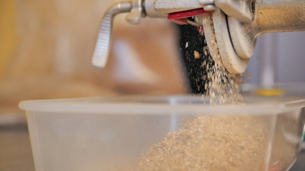 Crushing the malt using a mill, before mashing our beer, homebrewing - obrazy, fototapety, plakaty