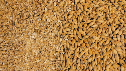 Before and after crushing malt side by side