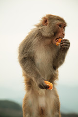 Red monkey Rhesus Macaque or Rhesus Monkeys eating closeup portrait on mountains background in India Rishikesh Mumbai Delhi
