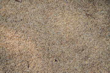 Dry rice husk , thailand