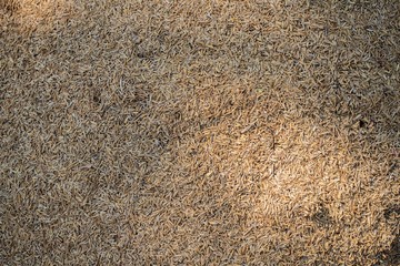 Dry rice husk , thailand