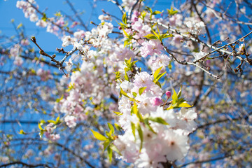 Obraz premium 桜の木