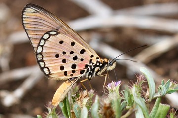 butterfly on a flower