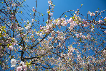 桜の木