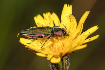 Side view of beetle Anthaxia hungarica male, on a dandelion flower.