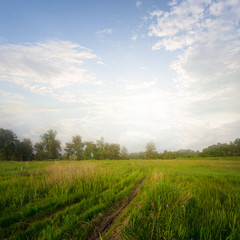 Fototapeta na wymiar ground road through a green prairie in a light of morning sun