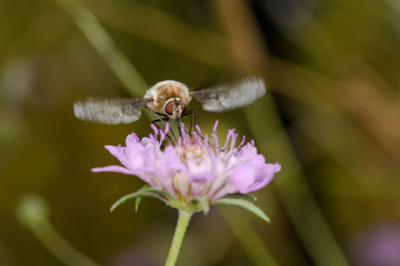 Close up view of Bombylius major fly sucking nectar from a Scabiosa lilac flower
