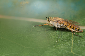 Macro side view of the fly Rhagio tringarius rubbing its feet on a green leaf.