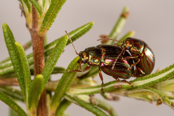 Closeup of Chrysomela Americana beetle copula on a branch of rosemary.