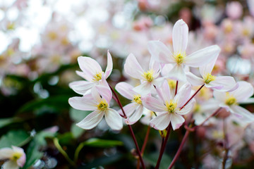 Beautiful of Clematis armandii (Apple blossom) pink spring flowers with green leaves and nature background in sunshine day and sun reflection ,good weather at spring or summer season.