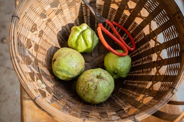 Natural guava fruits in Thailand