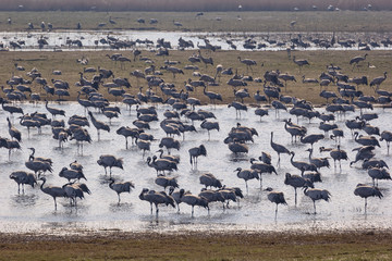 View to the cranes of the bird resting place Pulken, Vattenriket, Sweden.