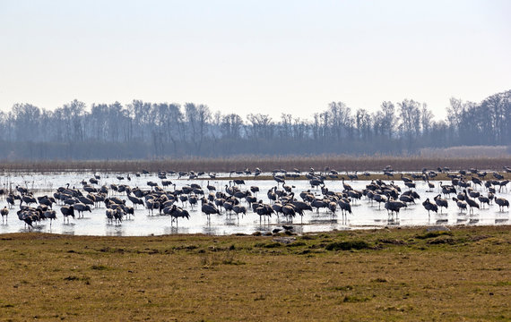 View to the cranes of the bird resting place Pulken, Vattenriket, Sweden.