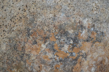 The patterned flooring of the large hard-shelled fruit is dried in the sun.