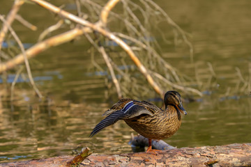 Stockente genießen einen sonnigen Frühlingsnachmittag am See