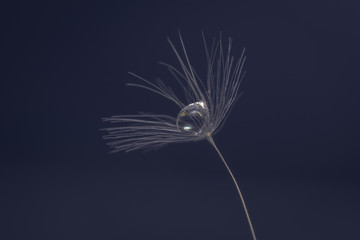 dandelion seed water drop