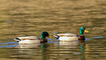 Stockente genießen einen sonnigen Frühlingsnachmittag am See
