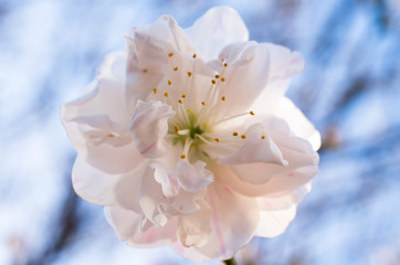 ハナモモ　花桃　桃の花 　桃　Peachblossom